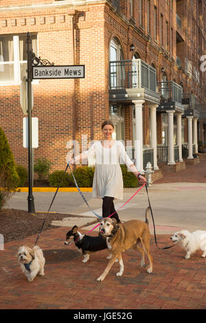 Caucasian woman walking dog in city Banque D'Images