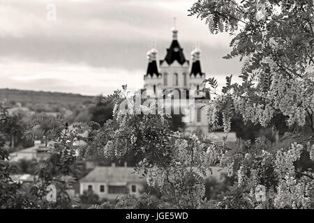St George's Cathedral et la branche de l'arbre acacia en fleurs (sur la mise au point) à Kamianets-Podilskyi, Ukraine. Filtre noir et blanc Banque D'Images