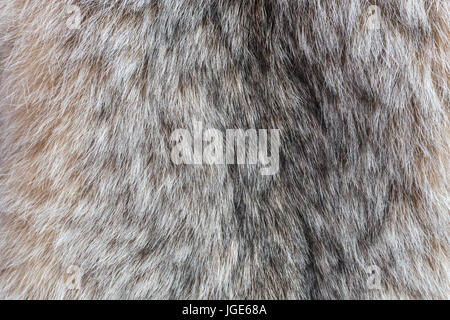 La fourrure du Lynx du Canada. Fourrure de lynx close up la texture. Banque D'Images