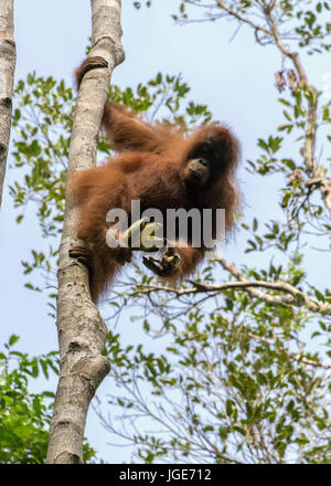 En haut d'un arbre, un orang accroche sur tout en mangeant les bananes, le parc national de Tanjung Puting, Kalimantan, Indonésie Banque D'Images