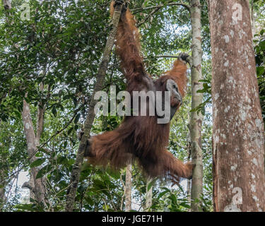 Mâle dominant acrobatique l'orang-outan, parc national de Tanjung Puting, Kalimantan, Indonésie Banque D'Images