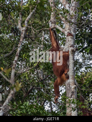 Orang-outan en sautant dans les arbres, parc national de Tanjung Puting, Kalimatan, Indonésie Banque D'Images