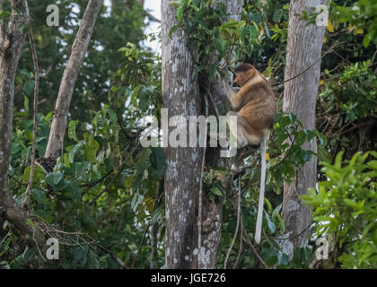 Proboscis Monkey in the tree tops, Tanjung Puting NP, Indonésie Banque D'Images