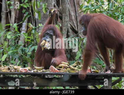 Orang-outan en essayant d'ajuster que les bananes que possible dans la bouche, station d'alimentation, Tanjung Puting NP, Indonésie Banque D'Images