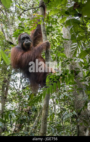 L'orang-outan sauvage dans les marais de tourbe et de bruyère tropical forêt le long de la rivière Sekonyer, Tanjung Puting NP, province de Kalimantan, l'île de Bornéo Banque D'Images