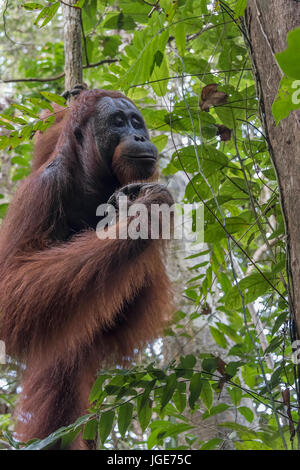 Orang-outans sauvages dans la forêt le long de la rivière Sekonyer, parc national de Tanjung Puting, province de Kalimantan, l'île de Bornéo Banque D'Images