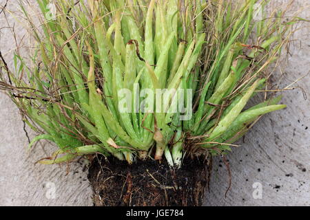 L'Aloe Vera lié racine prêt à être séparés et plantes en pot Banque D'Images