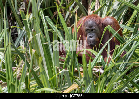 Orang-outan en herbe palmetto par la rivière Sekonyer, Kalimantan, Indonésie Banque D'Images