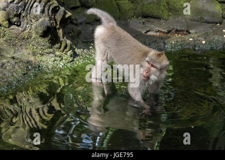 Manger nourriture crabe-macaque dans un étang, Monkey Forest, Ubud, Bali Banque D'Images