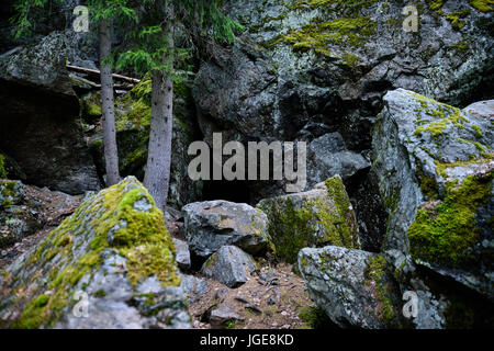 Les roches d'arbres couverts de mousse dans la forêt de pin de Carélie, en Scandinavie. Banque D'Images