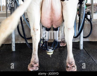 Œuvres laitière moderne, vache laitière en processus de traite par l'équipement de traite mécanisée dans la ferme de traite. Banque D'Images