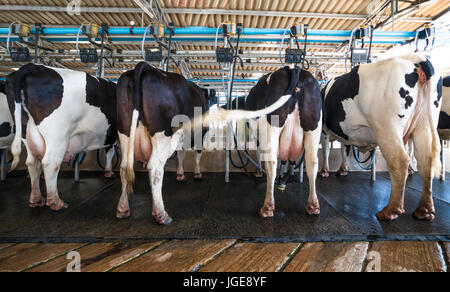 Œuvres laitière moderne, vache laitière en processus de traite par l'équipement de traite mécanisée dans la ferme de traite. Banque D'Images
