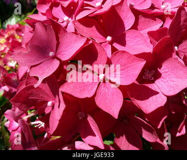 Hortensia rouge profond Banque D'Images