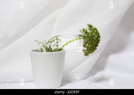 La vie encore minime - Aneth fleur en pot blanc. Ammi majus en pot blanc sur tissu blanc. Banque D'Images