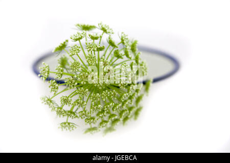 La vie encore minime - Aneth fleur en pot blanc. Ammi majus en pot blanc sur fond blanc. Banque D'Images