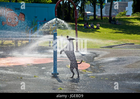 Chien Noir jouant et sautant dans l'eau pulvérisée à un parc de la ville de Vancouver (Crab Park). Banque D'Images