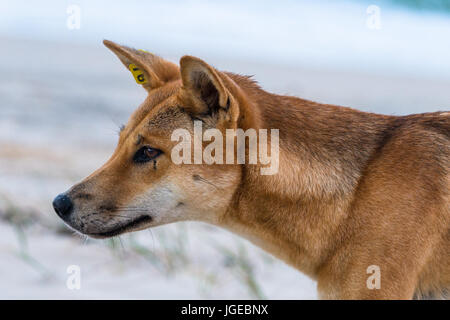 Dingo sur 75 mile beach, Fraser Island, Queensland, Australie Banque D'Images