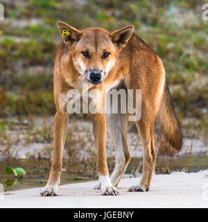 Dingo sur cent mile beach, Fraser Island, Queensland, Australie Banque D'Images