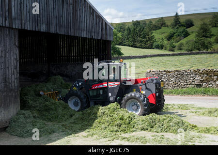 La récolte dans l'ensilage de pieux à ciel couvert, à l'aide d'un Massey Ferguson loadall. Banque D'Images