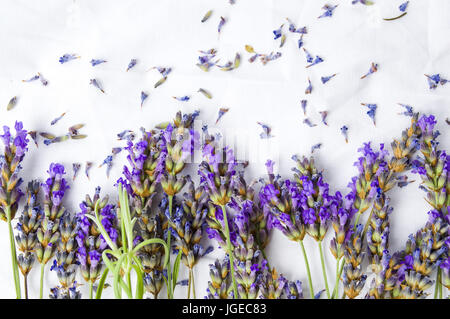 Fleurs de Lavande fraîche sur un tissu en soie blanche Banque D'Images