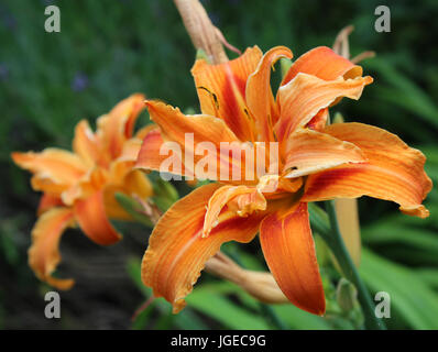 Hemerocallis Orange double. La belle fleur chef de la l'usine aussi connu comme Jour de Lilly. Banque D'Images