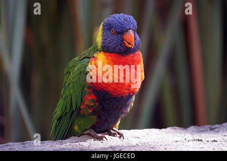 Un Lorikeet oiseau posé sur une branche. Banque D'Images