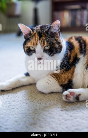 Gros plan du visage de chat calico en colère sur un tapis Banque D'Images