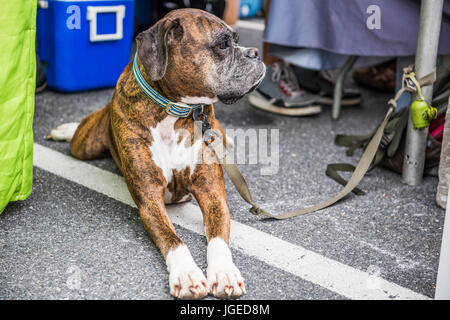 Boxer chien en laisse aux yeux tristes couché sur l'asphalte et à la recherche sur le côté Banque D'Images