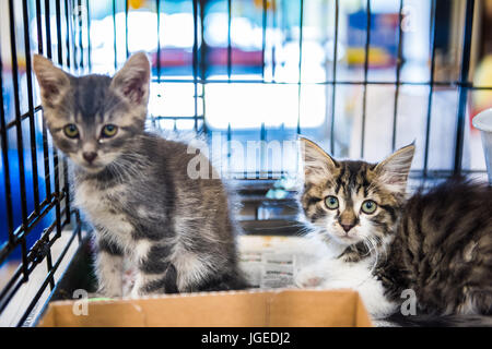 Deux petits chatons en cage derrière les barreaux en attente d'adoption Banque D'Images