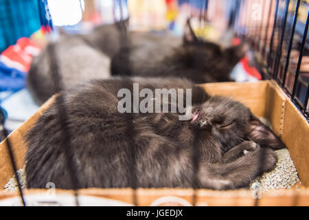 Portrait de l'un chaton noir visage et des lèvres en attente d'adoption de couchage cage Banque D'Images