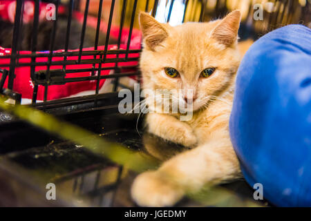 Portrait de l'un triste gingembre orange pâle chaton dans la cage en attente d'adoption Banque D'Images