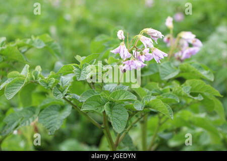 Pomme de terre floraison close-up Banque D'Images