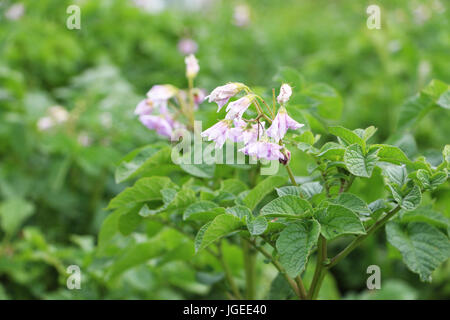 Fleurs de la pomme de terre pousse close-up Banque D'Images