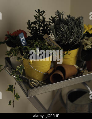 Ivy et lavande en pots jaune sur le métal galvanisé table-plateau Banque D'Images