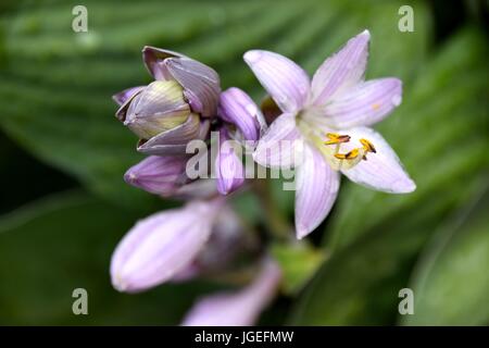 Hosta, Blaue Gelbrand-Funkie, Francess Williams, Banque D'Images