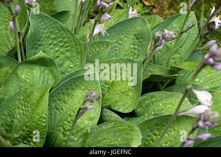 Hosta, Blaue Gelbrand-Funkie, Francess Williams, Banque D'Images