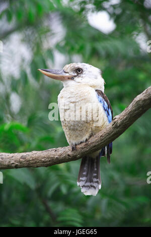 Libre de nice dirigé gris kingfisher assis sur branche d'arbre sur fond vert feuilles Banque D'Images