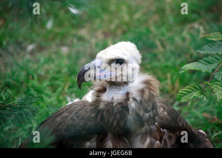 Gros plan du jeune vautour fauve sur fond d'herbe verte Banque D'Images