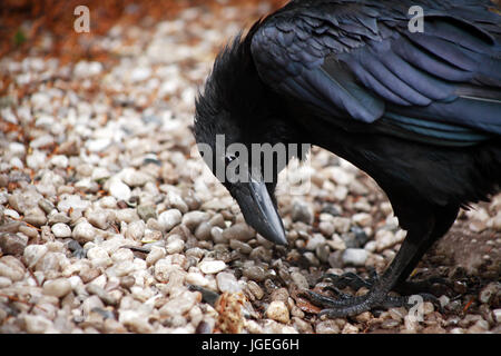 Gros plan du corbeau noir se tenant sur le sol et regardant vers le bas Banque D'Images