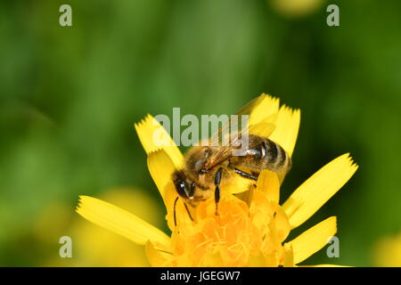 Le polinates macro d'abeille sur la fleur Banque D'Images