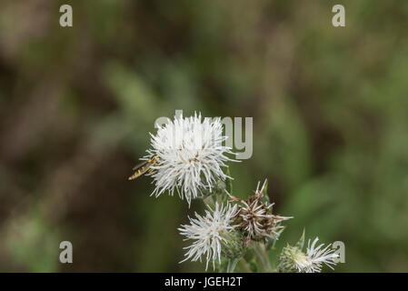 Chardon des champs (Cirsium arvense) avec du blanc plutôt que de fleurs mauve Banque D'Images