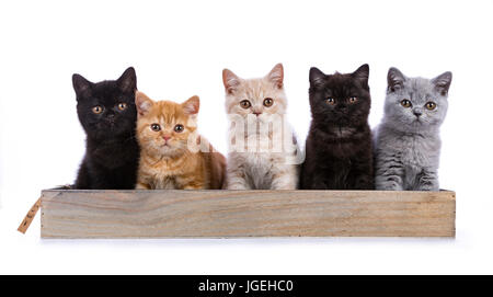 Rangée de cinq chats / chatons britanniques Shorthair assis sur un plateau en bois isolé sur fond blanc / regardant l'appareil photo Banque D'Images