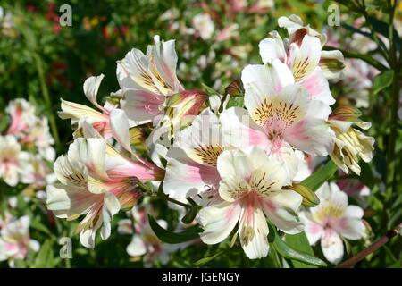 L'Alstroemeria Raga Princesse Lily Lily péruvienne des Incas fleurs Banque D'Images