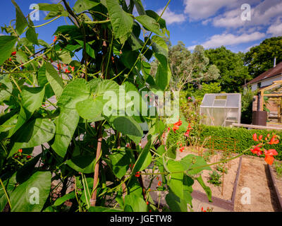 Haricots blancs dans un jardin anglais de campagne en été avec serre en arrière-plan. Sussex, Royaume-Uni Banque D'Images