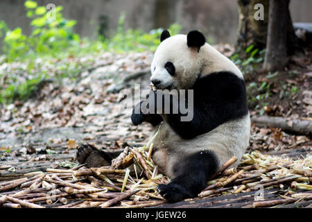 Un panda mange du bambou, Chengdu Research Base de reproduction du Panda Géant, en Chine. Banque D'Images