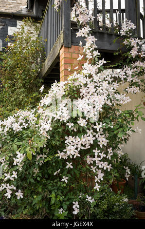 Floraison de printemps Clematis montana Elizabeth escalade une brique pilier en UK Banque D'Images