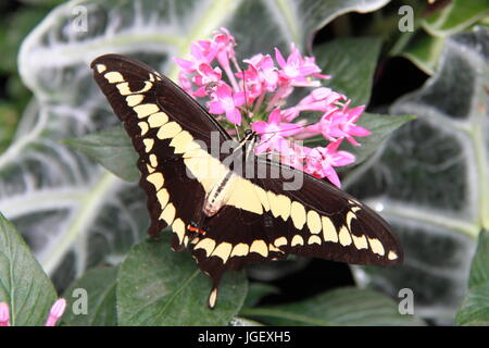 Le roi Swallowtail Butterfly (Papilio thoas). Butterfly Dome. RHS Hampton Court Palace Flower Show 2017, London, England, UK Banque D'Images