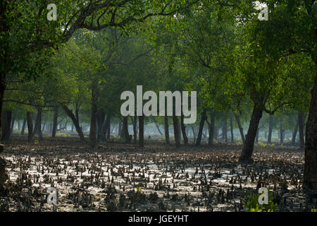 Forêt à Nilkomol ou Hiron Point dans les Sundarbans, Site du patrimoine mondial de l'UNESCO et une réserve faunique. La plus grande forêt de mangroves du littoral Banque D'Images