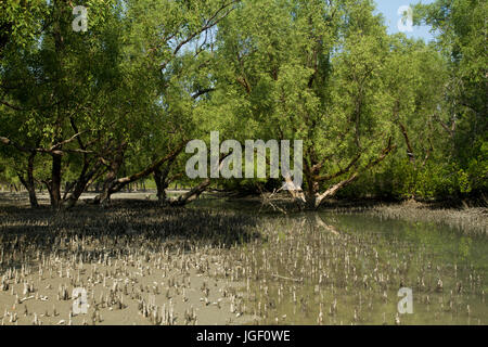 Forêt à Nilkomol ou Hiron Point dans les Sundarbans, Site du patrimoine mondial de l'UNESCO et une réserve faunique. La plus grande forêt de mangroves du littoral Banque D'Images