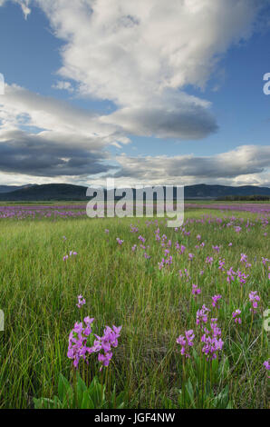 Shooting Star (Dodecatheon conjugens) fleurs sauvages fleurissent dans Elk Meadows, Maryland National Forest Salmon-Challis Banque D'Images